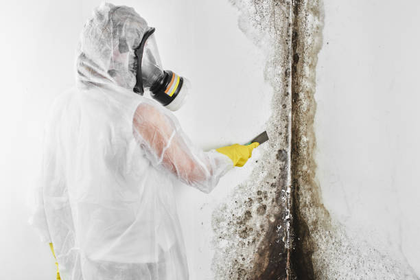 Best Local Mold Removal Service  in Alturas, CA