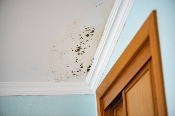 Mold Removal Process in Alturas, CA