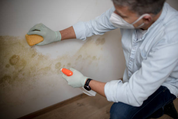Mold Testing and Removal in Alturas, CA