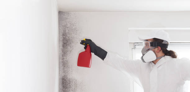 Best Toxic Mold Removal  in Alturas, CA