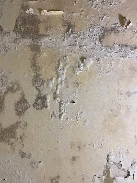 Best Certified Mold Removal  in Alturas, CA