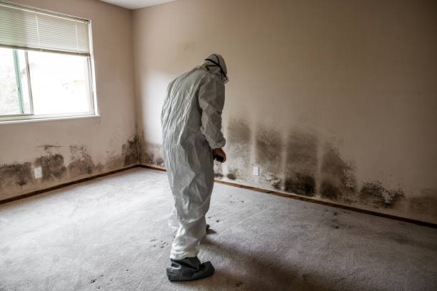 Best Mold Testing and Removal  in Alturas, CA
