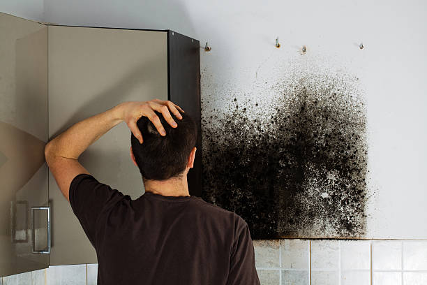 Reliable Alturas, CA Mold Removal Solutions